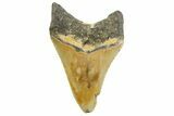 Serrated, Fossil Megalodon Tooth - North Carolina #257775-1